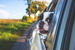 moving pets across canada